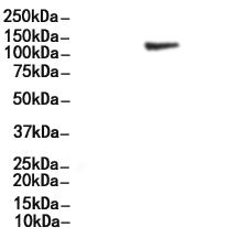 DDR1 Antibody