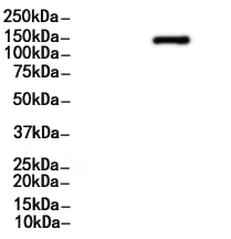Ras-GRF1 Antibody