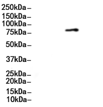 CTCF Mouse Monoclonal Antibody