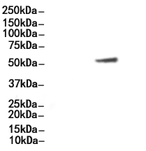 LAG3/CD223 Antibody