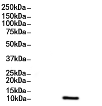 Phospho-LC3B (Thr29) Antibody