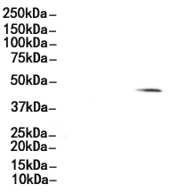 TPBG Antibody 
