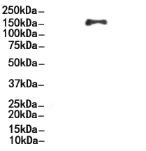 Dnmt1 Antibody