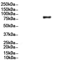 Phospho-SYK (Tyr525+Tyr526) Antibody 