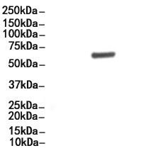 Phospho-HDAC1 (Ser421) Antibody