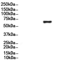 SLC3A2 Antibody