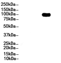 PSD95 Antibody