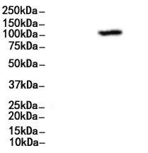 MSH2 Antibody