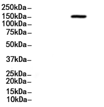 CD45 Antibody