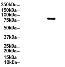 CD31 Antibody