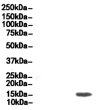 CD3 zeta Antibody