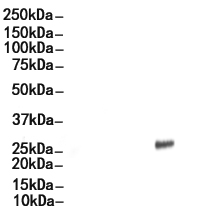 PDCD1LG2 Antibody