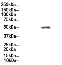 Phospho-IRF3 (Ser396) Antibody