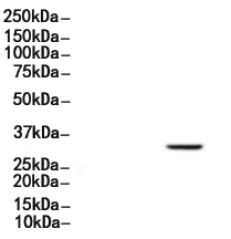 Phospho-RPS6 (Ser244) Antibody