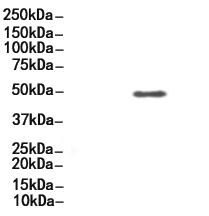 IRF3 Antibody