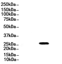 p27 Kip1 Antibody