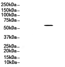 CD276 Antibody