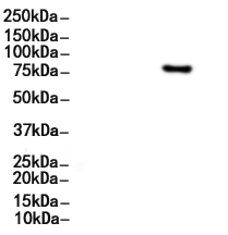 CD44 Antibody