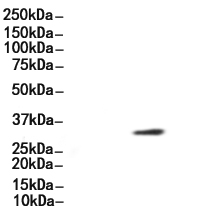 RPA32/RPA2 Antibody