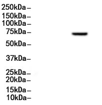 Phospho-CD19 (Tyr531) Antibody