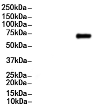 CD19 Antibody