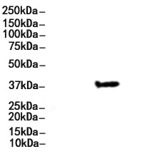 CD68 Antibody