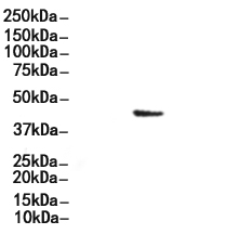 LAMP1 Antibody
