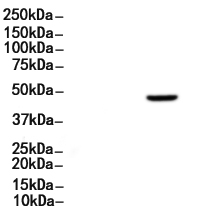 ASS1 Antibody