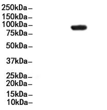 beta Catenin Antibody