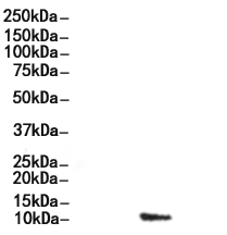 Parvalbumin Antibody