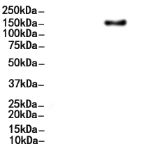 MRC1/CD206 Antibody