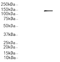 HER3/ErbB3 Antibody
