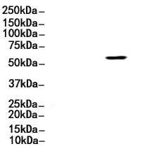 tbx21 Antibody