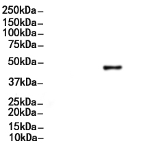 RRM2 Antibody