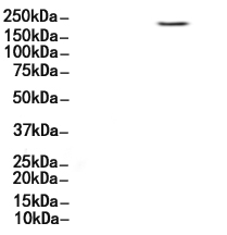 Clathrin heavy chain Antibody