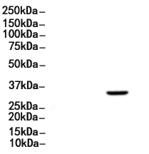 IL-2RA/CD25 Antibody