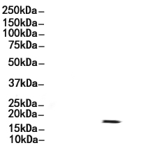 LAMTOR1 Antibody