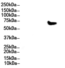 Chk2 Antibody