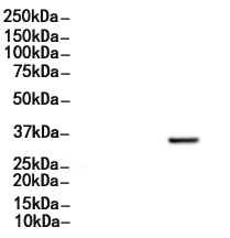 ASCL1 Antibody