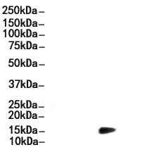Histone H3 Antibody