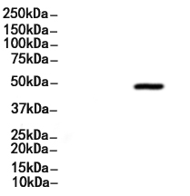 ATF2 Antibody