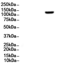 EGF Antibody