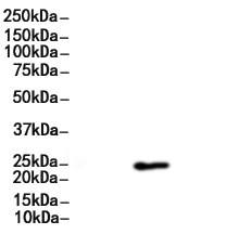 Rab10 Antibody