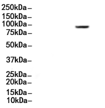 DNMT3B Antibody