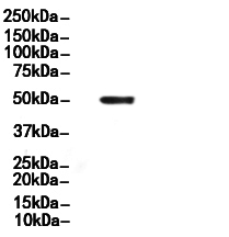 MAGEA4 Antibody