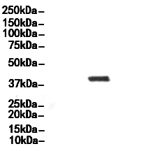 CYR61/CCN1 Antibody