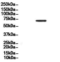 SDHA Antibody