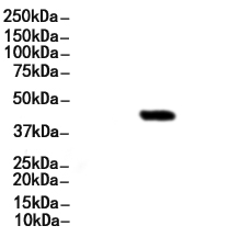 Phospho-NDRG1 (Thr346) Antibody