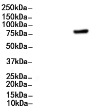 Phospho-STAT3 (Tyr705) Antibody
