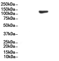 CD11c Antibody